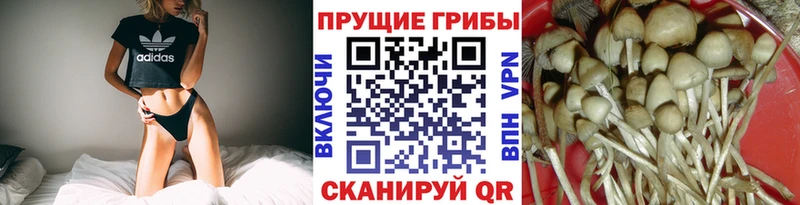 как найти закладки  Магадан  Псилоцибиновые грибы мицелий 
